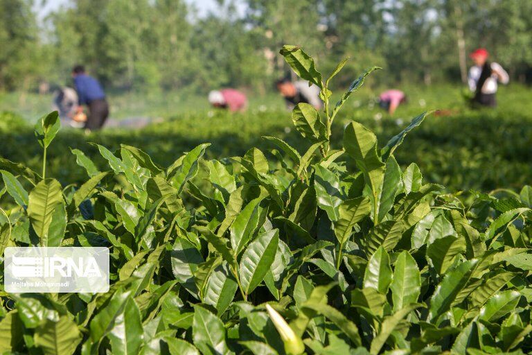 伊朗年茶叶出口总值上升至2800万美元